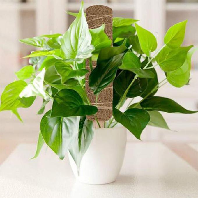 Wsparcie roślin Zestaw moczasty dla roślin Kokosowy słup totemowy Wysoki słup moczasty dla roślin wspinaczkowych Sphagnum 3