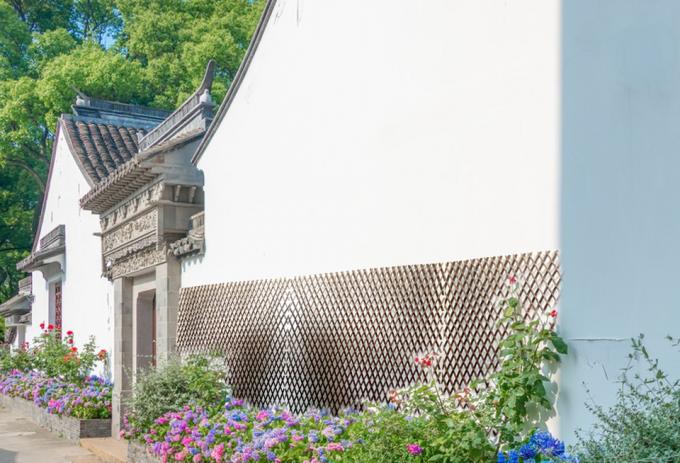 Gałęzie wierzby naturalnej dla idealnego tła i rozwiązania zapewniającego prywatność 3