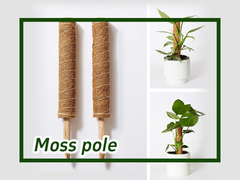 Jak używać Moss Pole for Climbing Plants Monstera?