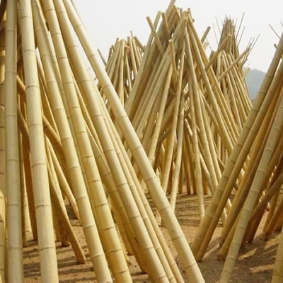 Wyrób naturalny Moso Dry Bamboo Pole Solid Moso Bamboo Pole Do Budowy lub Dekoracji