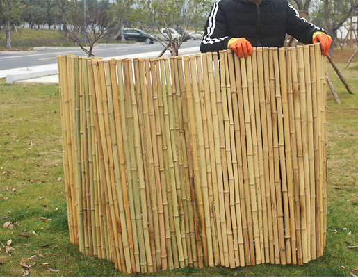 Natural Tonkin Bamboo Pole Bambusowe ogrodzenie prywatności do ogrodu o wysokości 240 cm