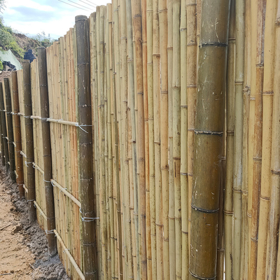 Natural Tonkin Bamboo Pole Bambusowe ogrodzenie prywatności do ogrodu o wysokości 240 cm