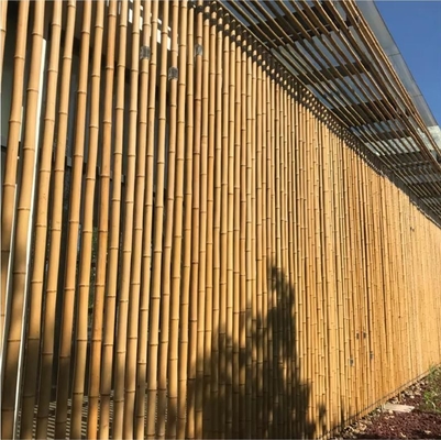18 mm do 160 mm średnica trzcina bambusowa Moso Bamboo Pole Budowa Rolnictwo