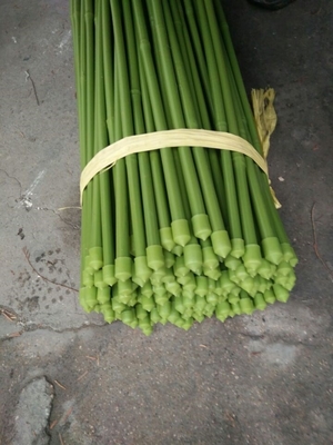 40cm 60cm 90cm 120cm Długość Zielone bambusowe słupki Malowanie na zielono