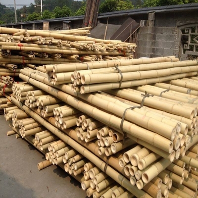 Dostosowane suche proste zewnętrzne duże bambusowe słupy Moso od 60 cm do 595 cm w kolorze naturalnym