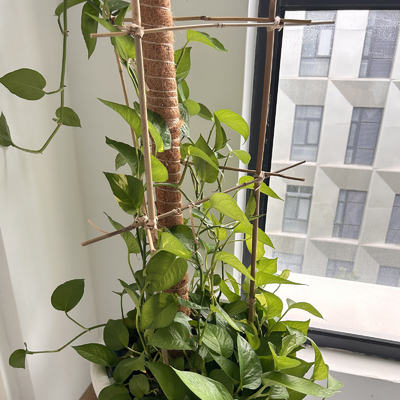 Suche proste 60cm do 595cm Duże bambusowe słupki Naturalny kolor