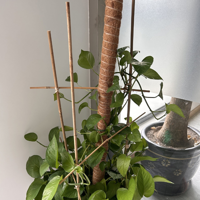 Suche proste 60cm do 595cm Duże bambusowe słupki Naturalny kolor