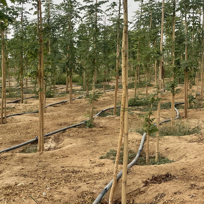 Naturalny bambus wsparcie dla roślin słupki na rośliny doniczkowe, kijki bambusowe słupki ogrodowe bambusowy słupek 40cm 595cm