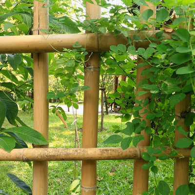 100% Naturalny Mocny Trwały Bambusowy Słup Moso Dostosuj długość