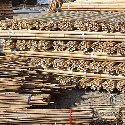 18 mm do 160 mm średnica trzcina bambusowa Moso Bamboo Pole Budowa Rolnictwo