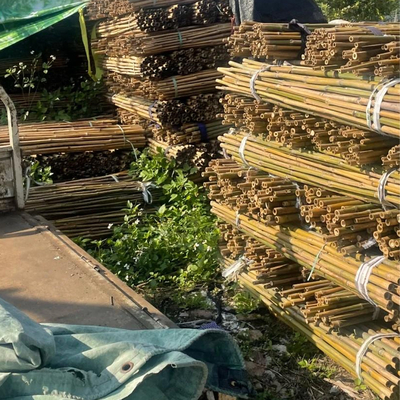 Średnica od 18 mm do 160 mm Moso Bambusowy słup budowlany Ogród Rolniczy Pole Bambusowa trzcina