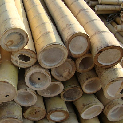 100% naturalny żółty bambusowy słup 90cm do 595cm Plant Garden Stakes