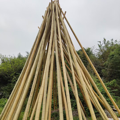 100% naturalny żółty bambusowy słup 90cm do 595cm Plant Garden Stakes