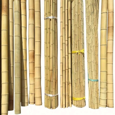 Bamboo Town Natura Żółty Czarny Sucho poddany leczeniu Bamboo Moss Pole