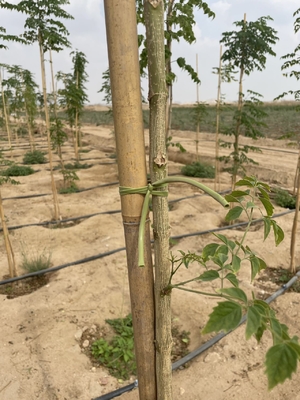 Ekologiczne paliki bambusowe do zrównoważonego ogrodnictwa