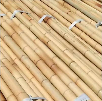 Włoki roślinne Naturalny ogród Bamboo Stick dla pomieszczeń wewnętrznych i zewnętrznych, wsparcie dla pomidorów, fasoli, roślin w słoikach