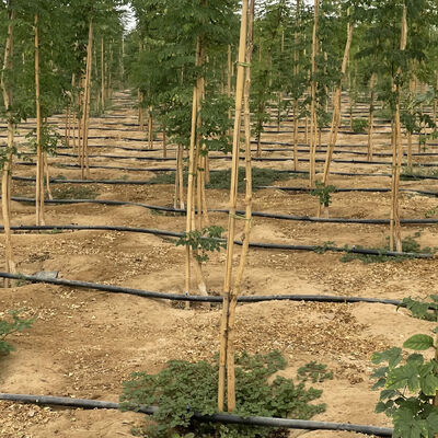 Ekologiczne, dostosowywalne rozmiary Bamboo Pole do wsparcia roślin ogrodowych w leczeniu antysepsy